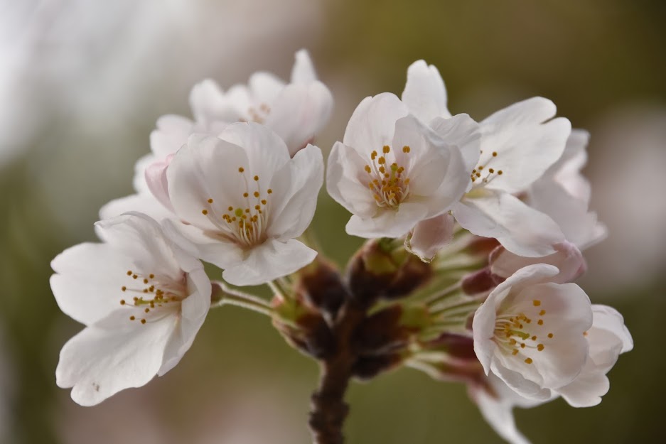 さくら国際高等学校 東京校 令和5年度生 フォトレコ